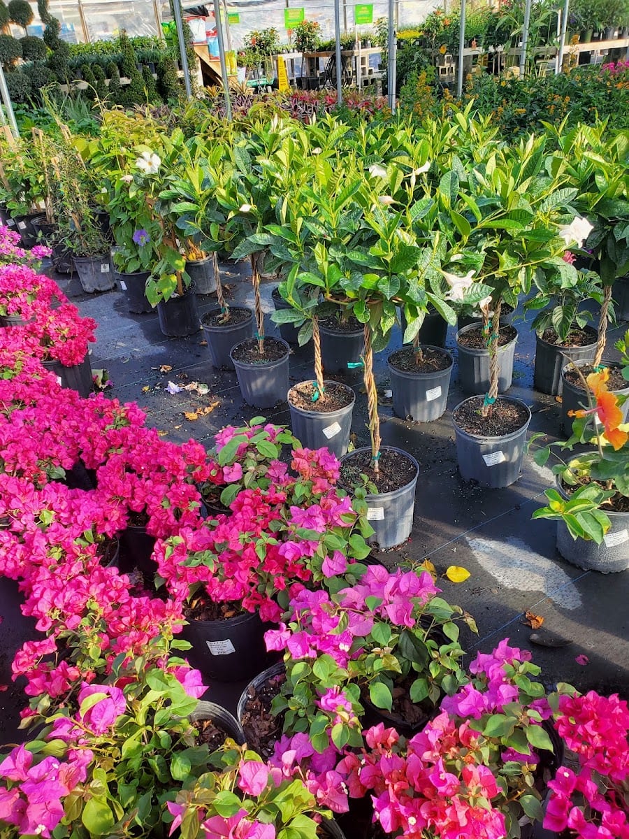 Troy's Tropics Landscape Design, photo 4