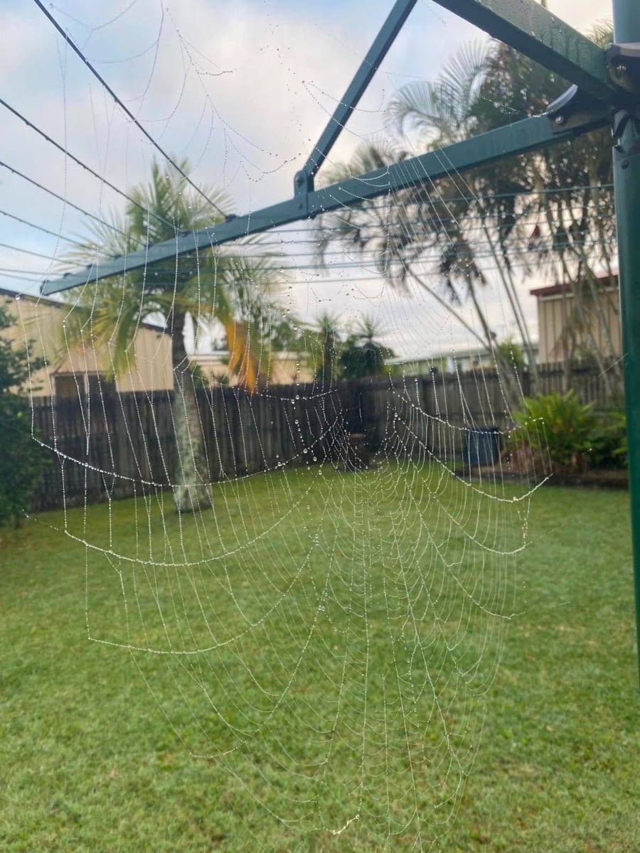Tropical Pest Control, photo 4