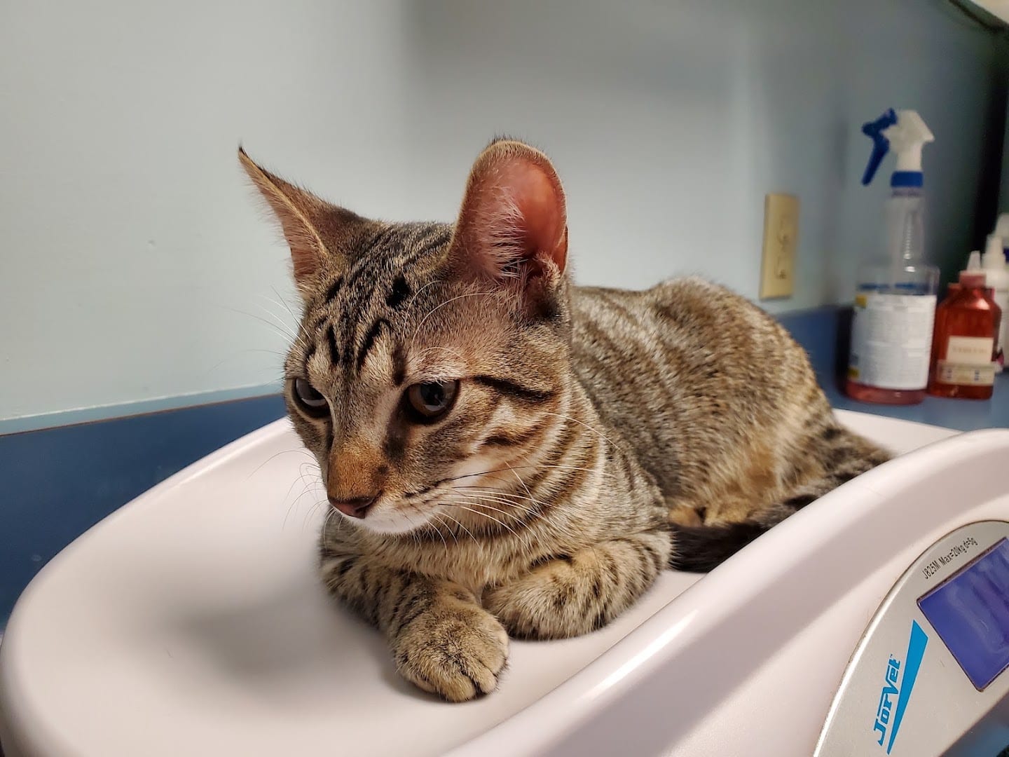 Dickman Road Veterinary Clinic, photo 2