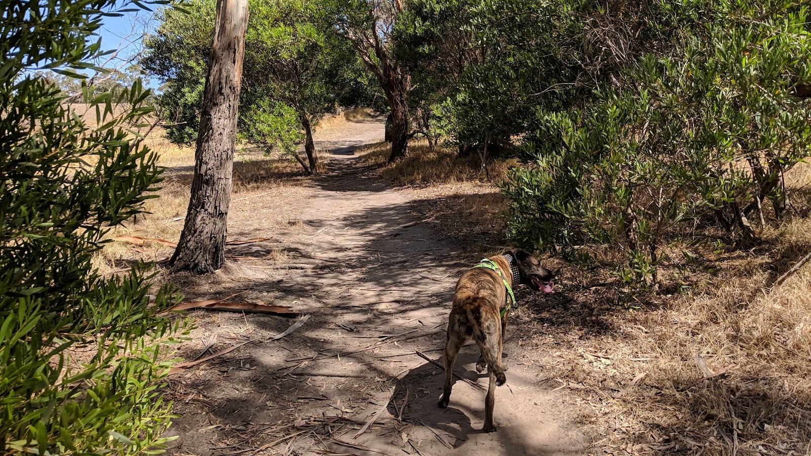 Community Forest Fenced Dog Park