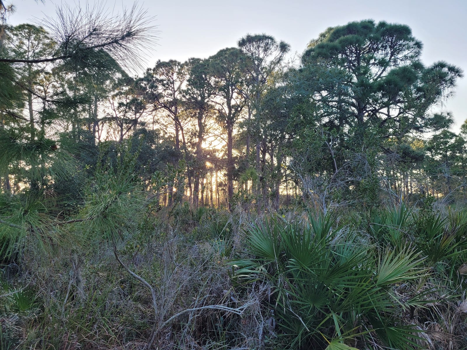 Dr. Willard "Bill" Coy Preserve on Buck Creek, photo 3