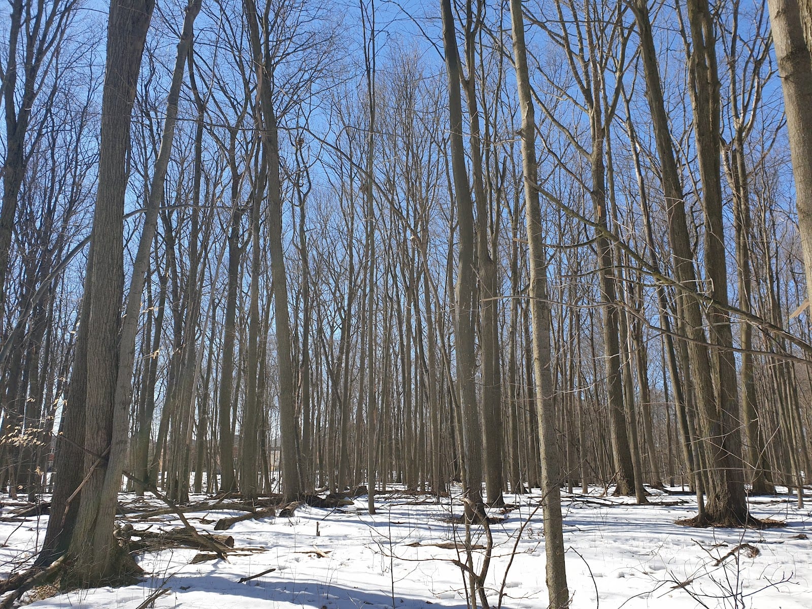 Elgin Mills Greenway