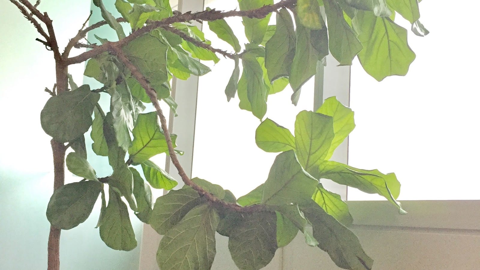 Dr. Christine Cho-D’Souza (Naturopathic Doctor), photo 2