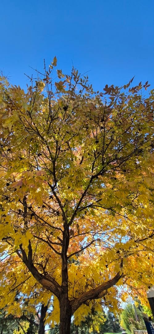Medema Park, photo 3