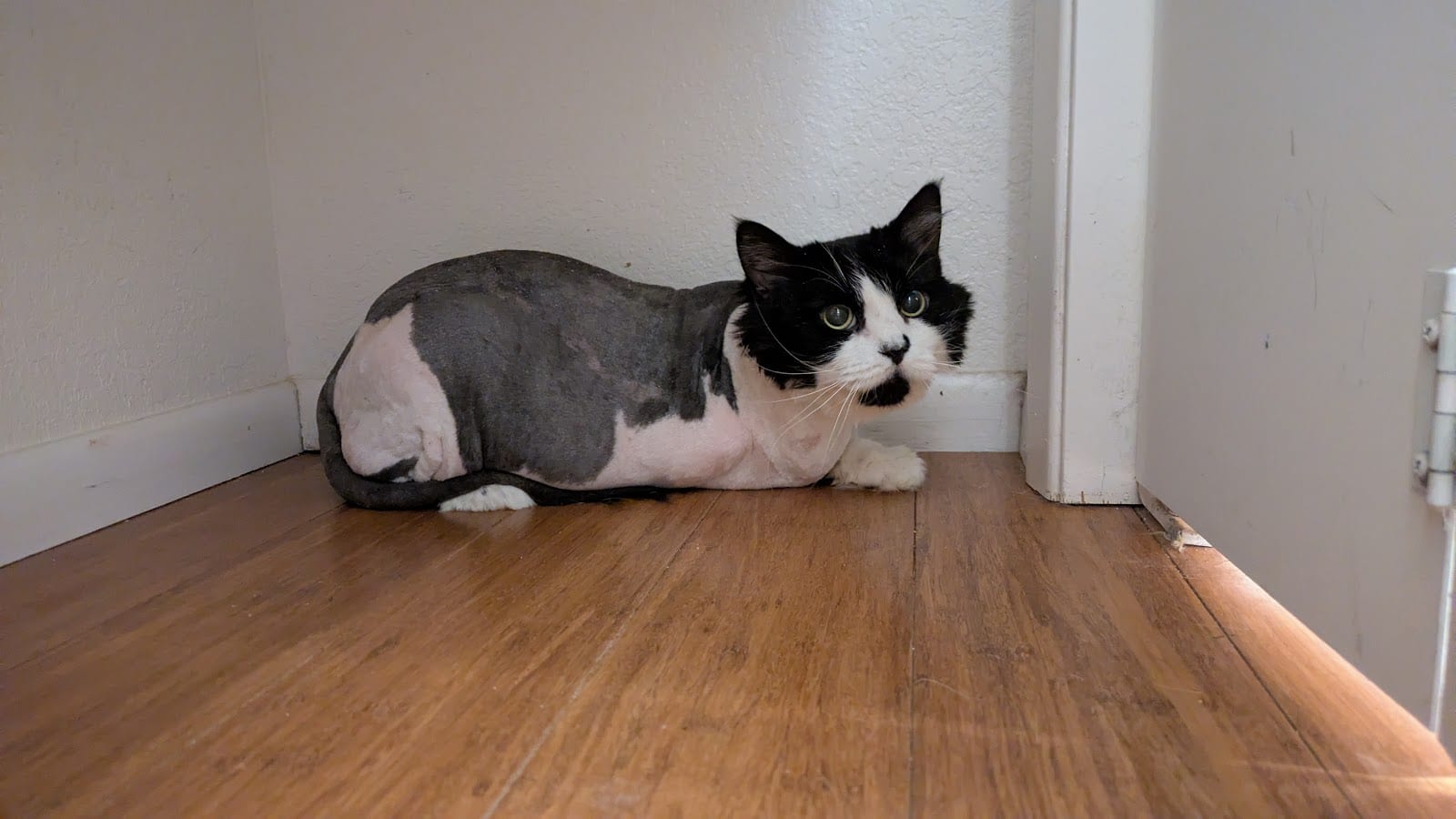 Scottsdale Veterinary Clinic Dental & Surgery Center, photo 3
