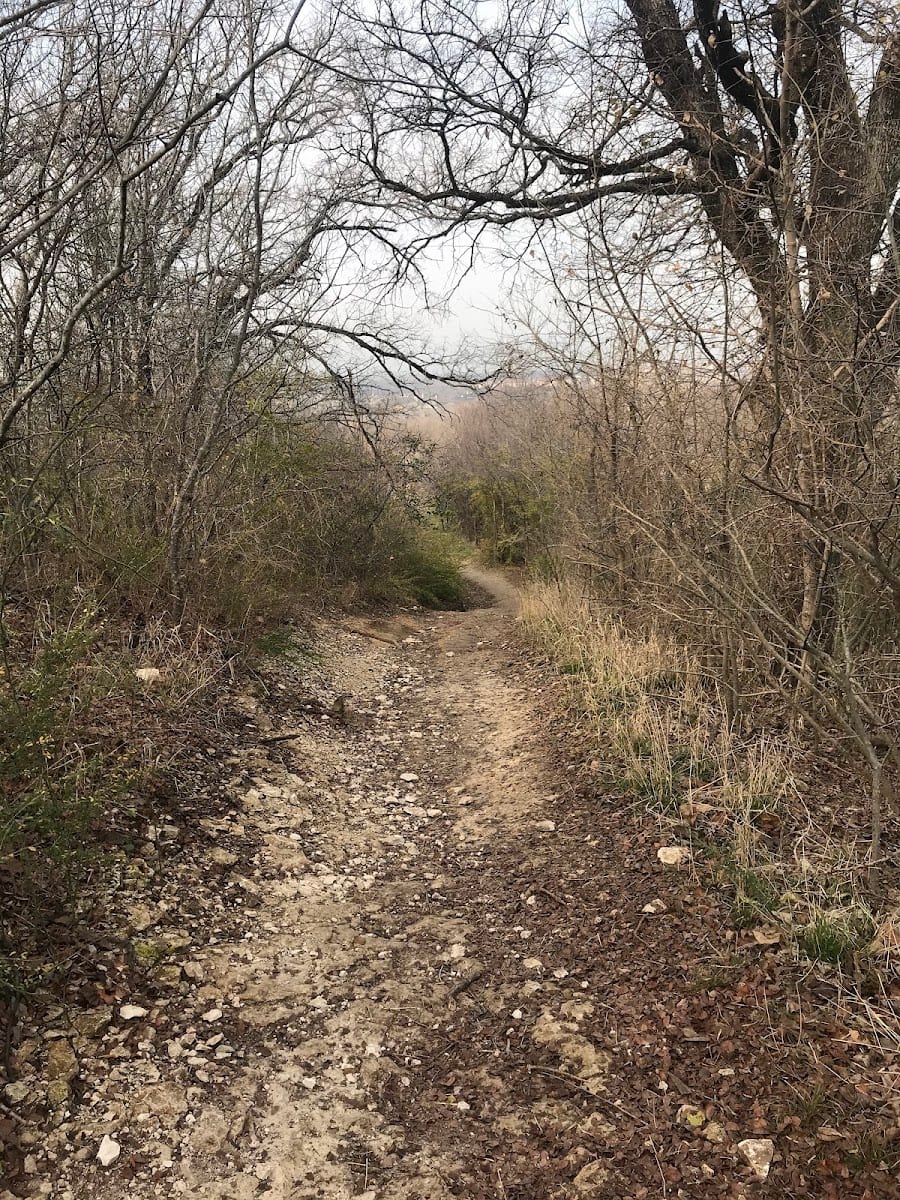 Sacred Woods