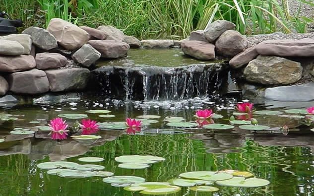 KOI & WATER GARDENS, photo 3
