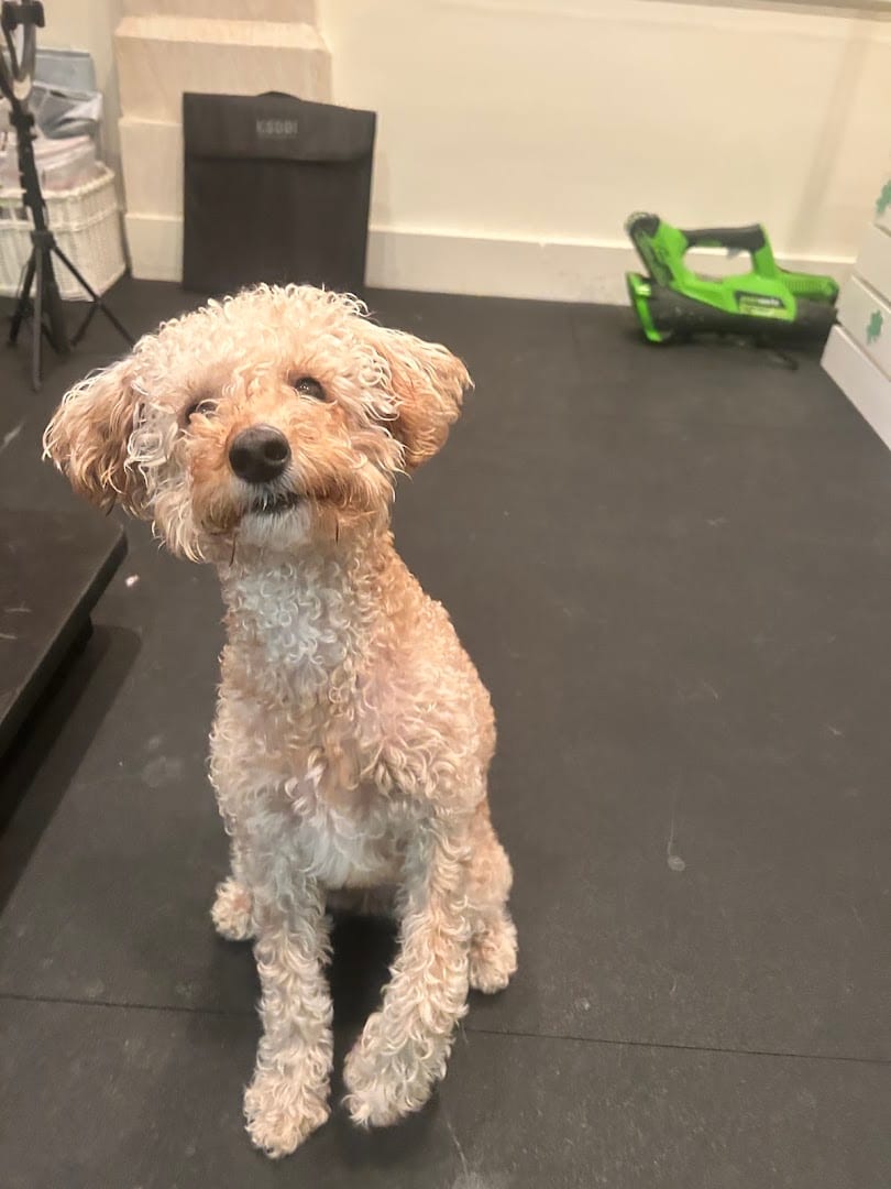 Chow Bella