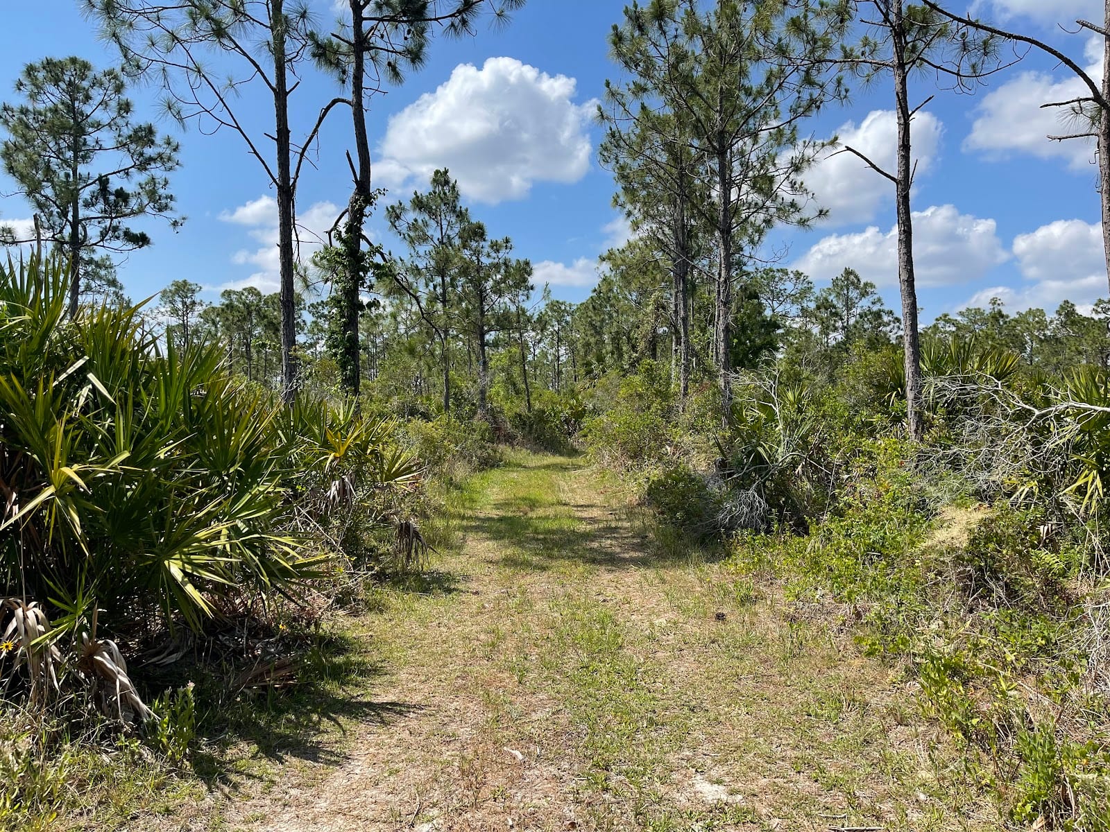 Charlotte Flatwoods Environmental Park, photo 3