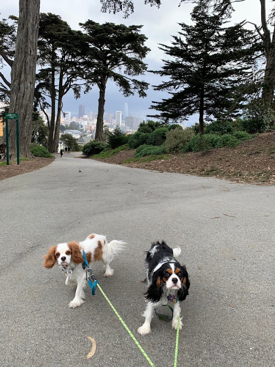 Alamo Square Dog Play Area, photo 3