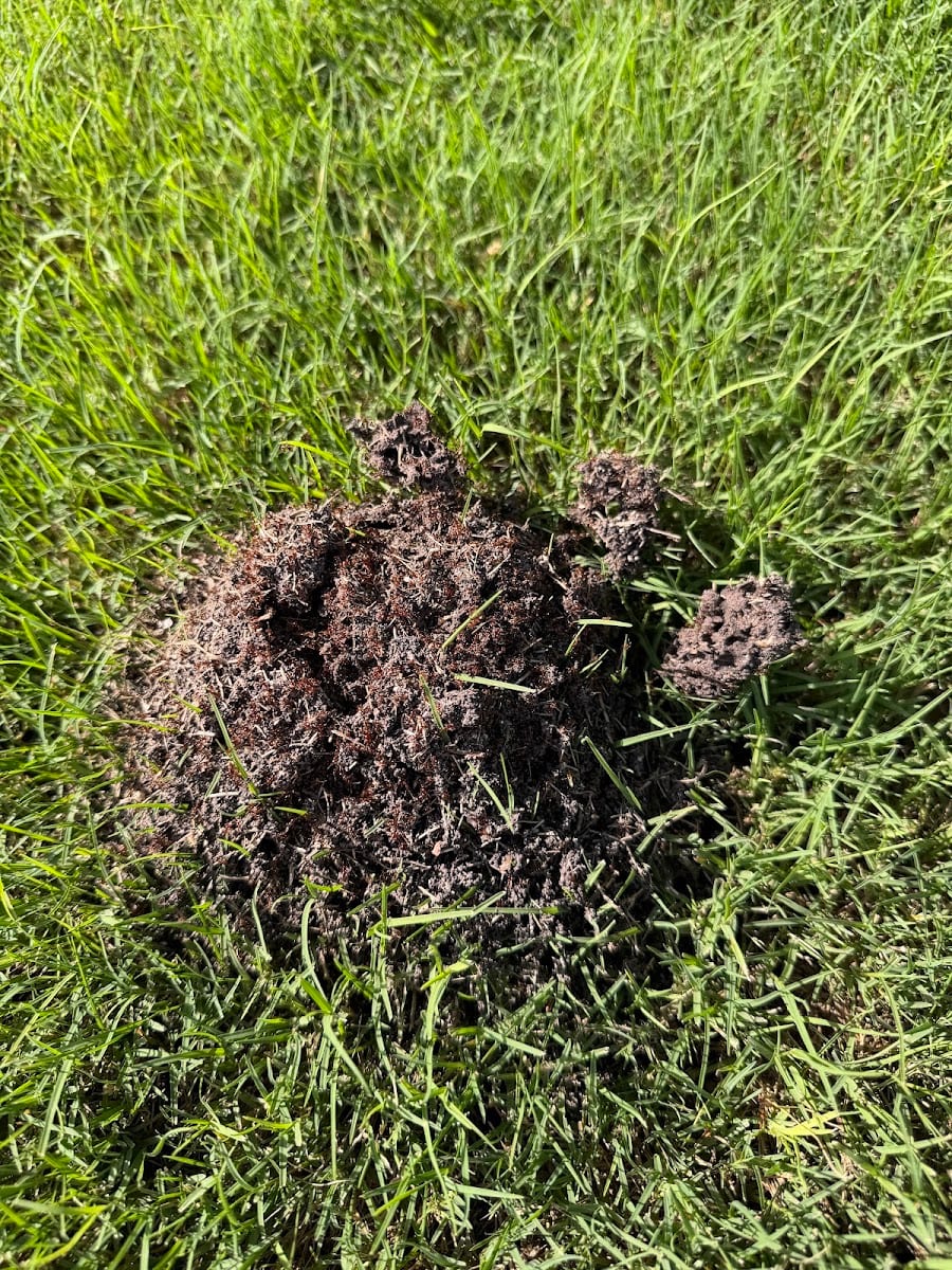 Surge Pest Control Leander