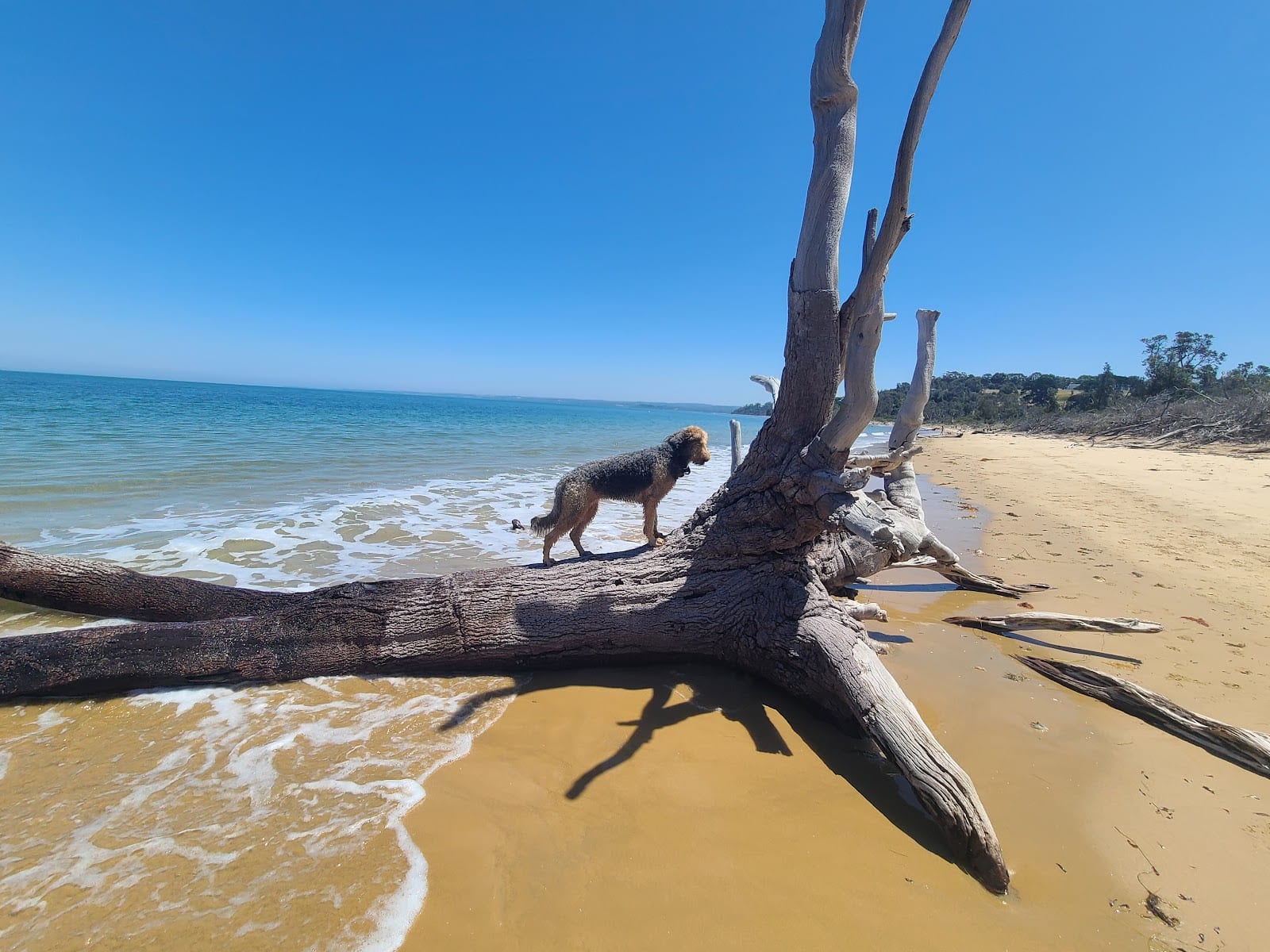 Somers Beach Dog Off Leash East Area