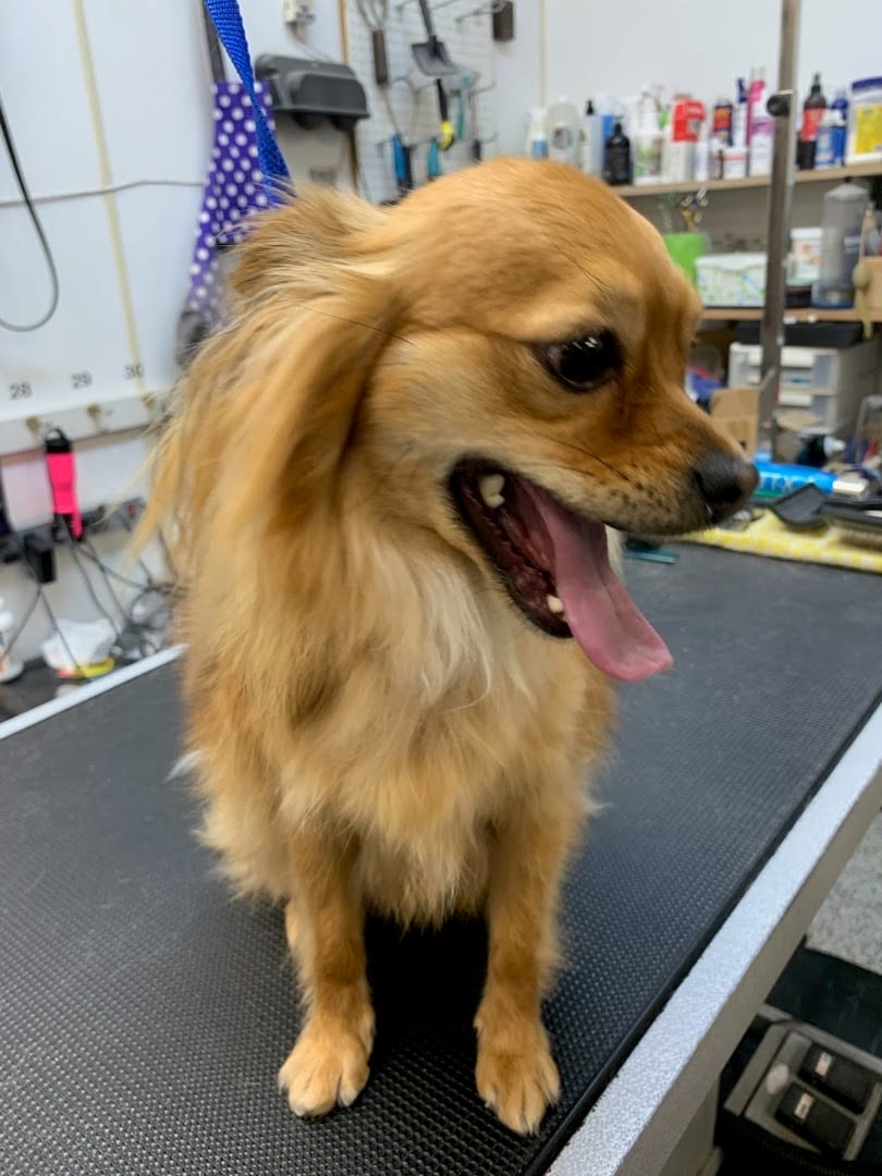 Ace Grooming By Sara, photo 3
