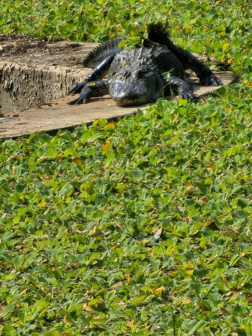 Lauren’s Lawns LLC, photo 2