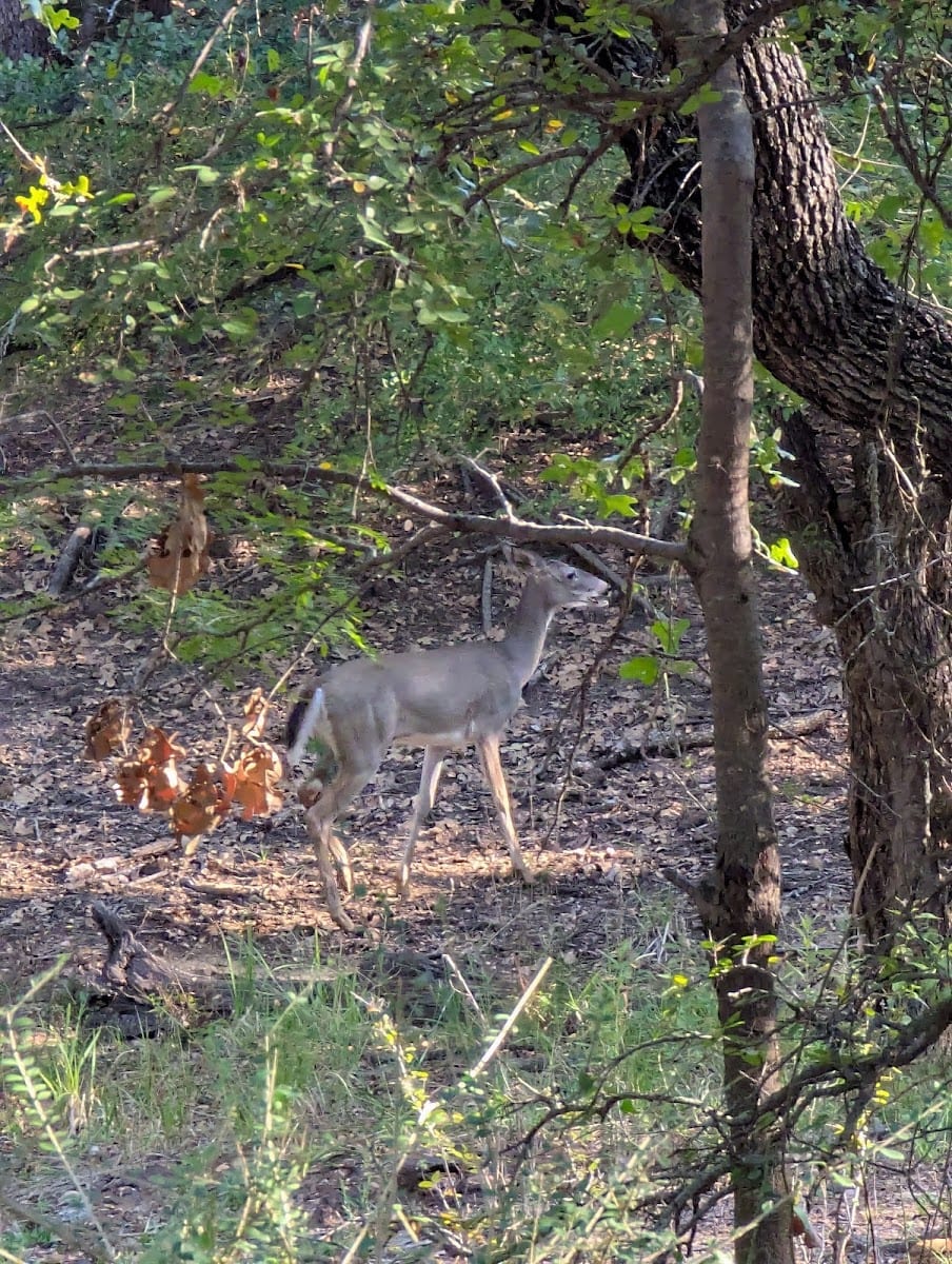 Hickory Creek Park, photo 3