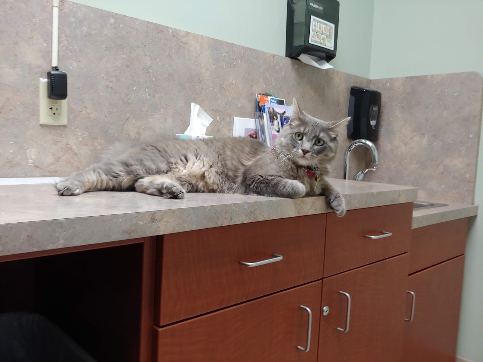 Cats & Critters Veterinary Hospital