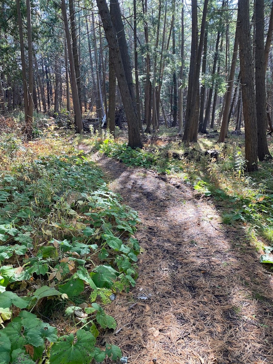 Mountain Biking Trail, photo 2