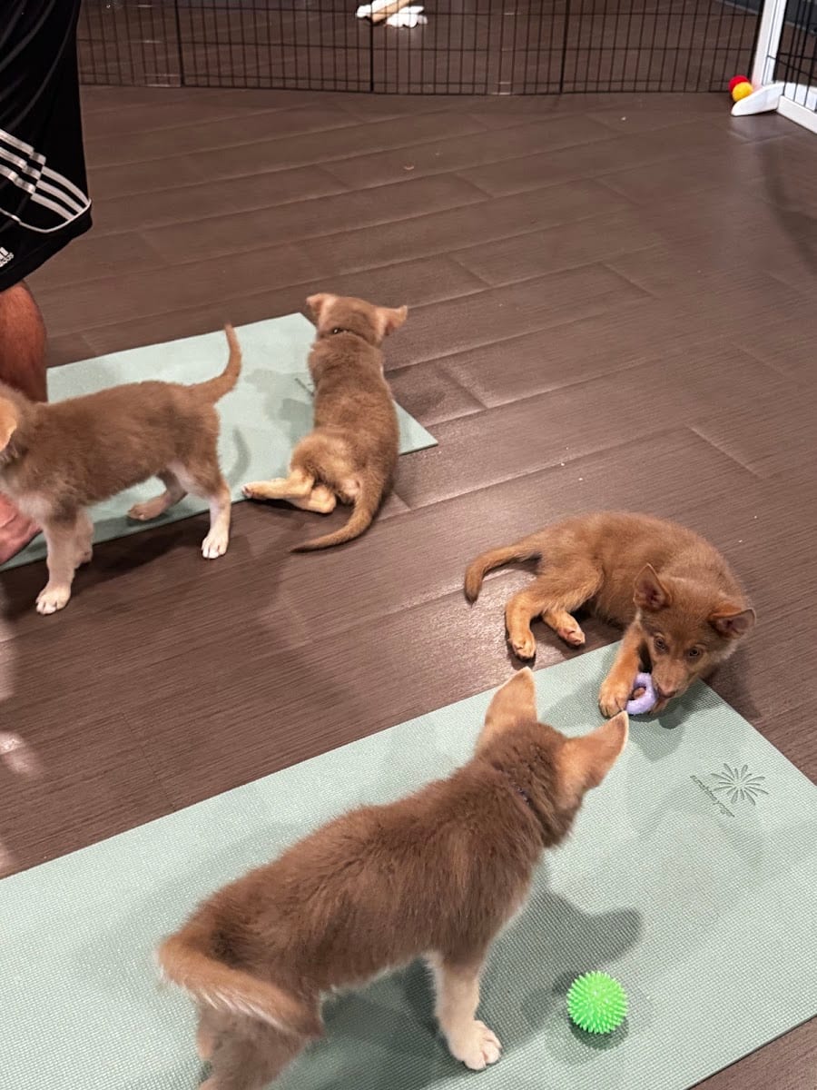 Puppy Yoga Tucson (Puppies Yoga), photo 2