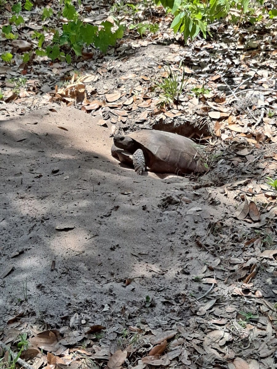 Lemon Bay Park & Environmental Center, photo 3