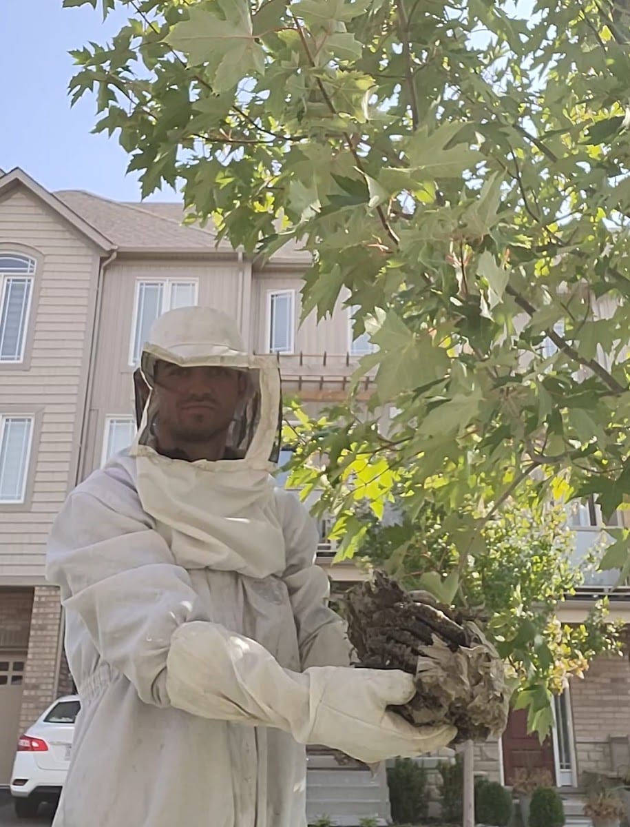 Wasp-Free Canada — Pest Control, photo 4