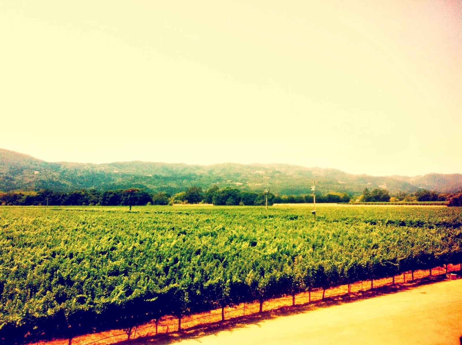 Honig Vineyard & Winery, photo 2