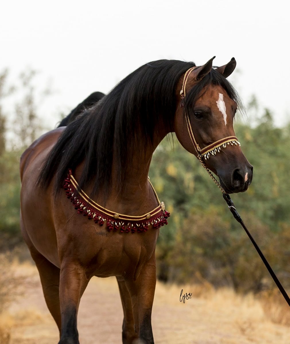 McDonald Arabians