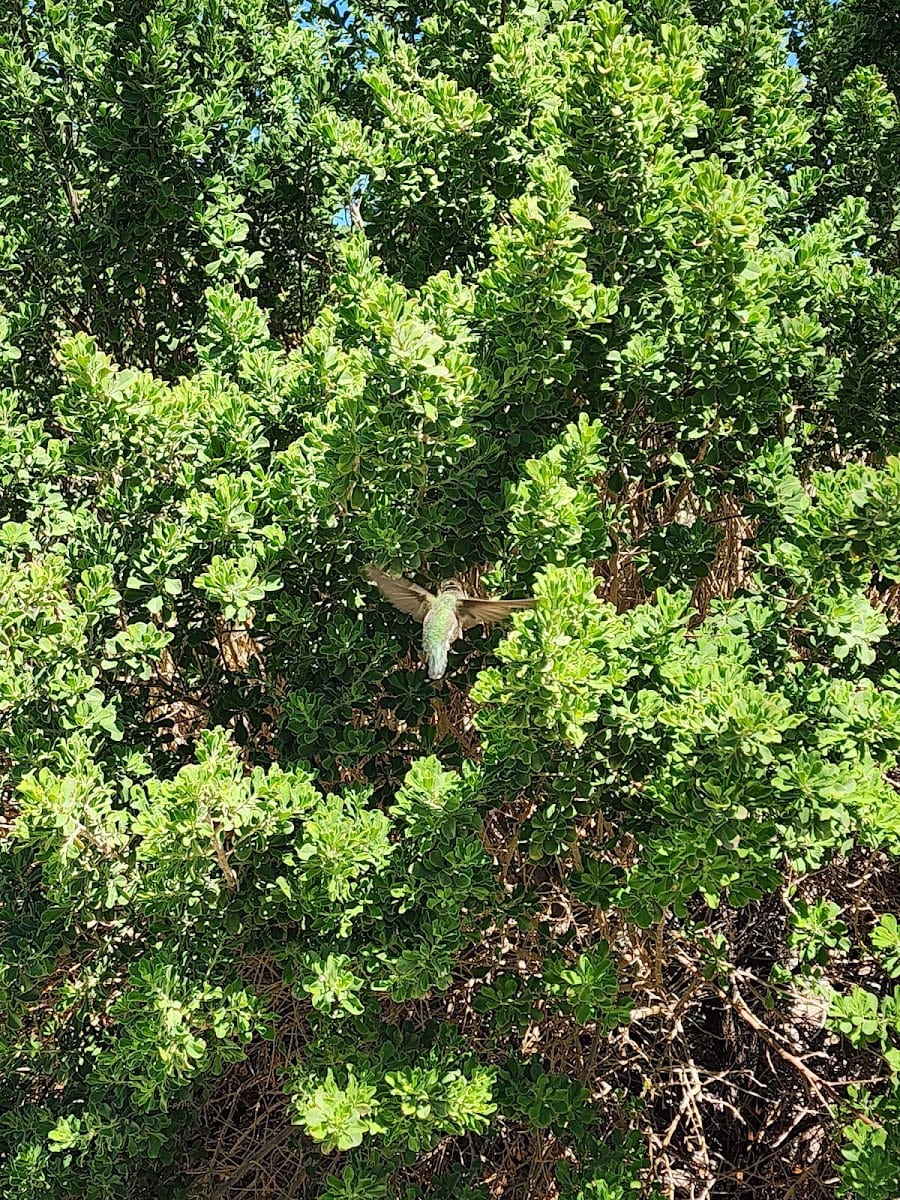 Desert Park, photo 3