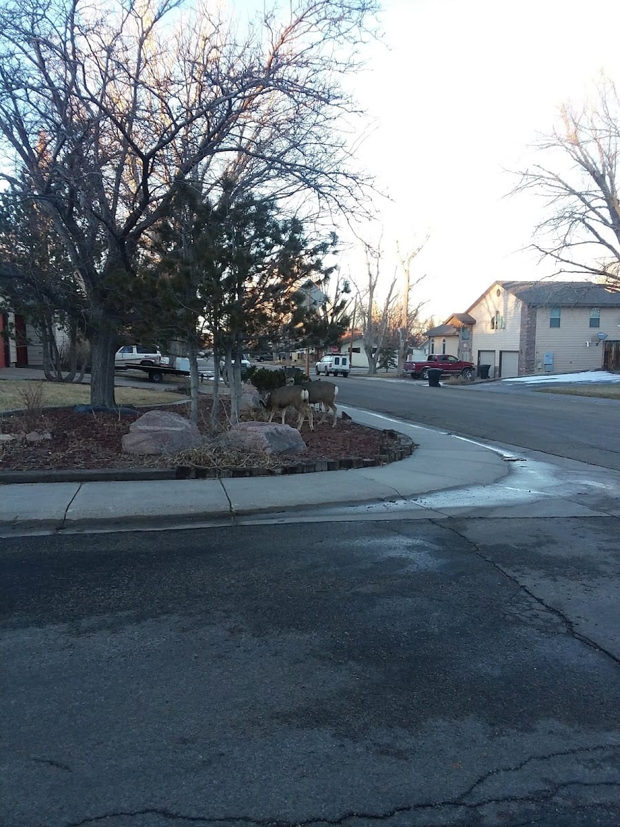 Green Meadow Park, photo 2