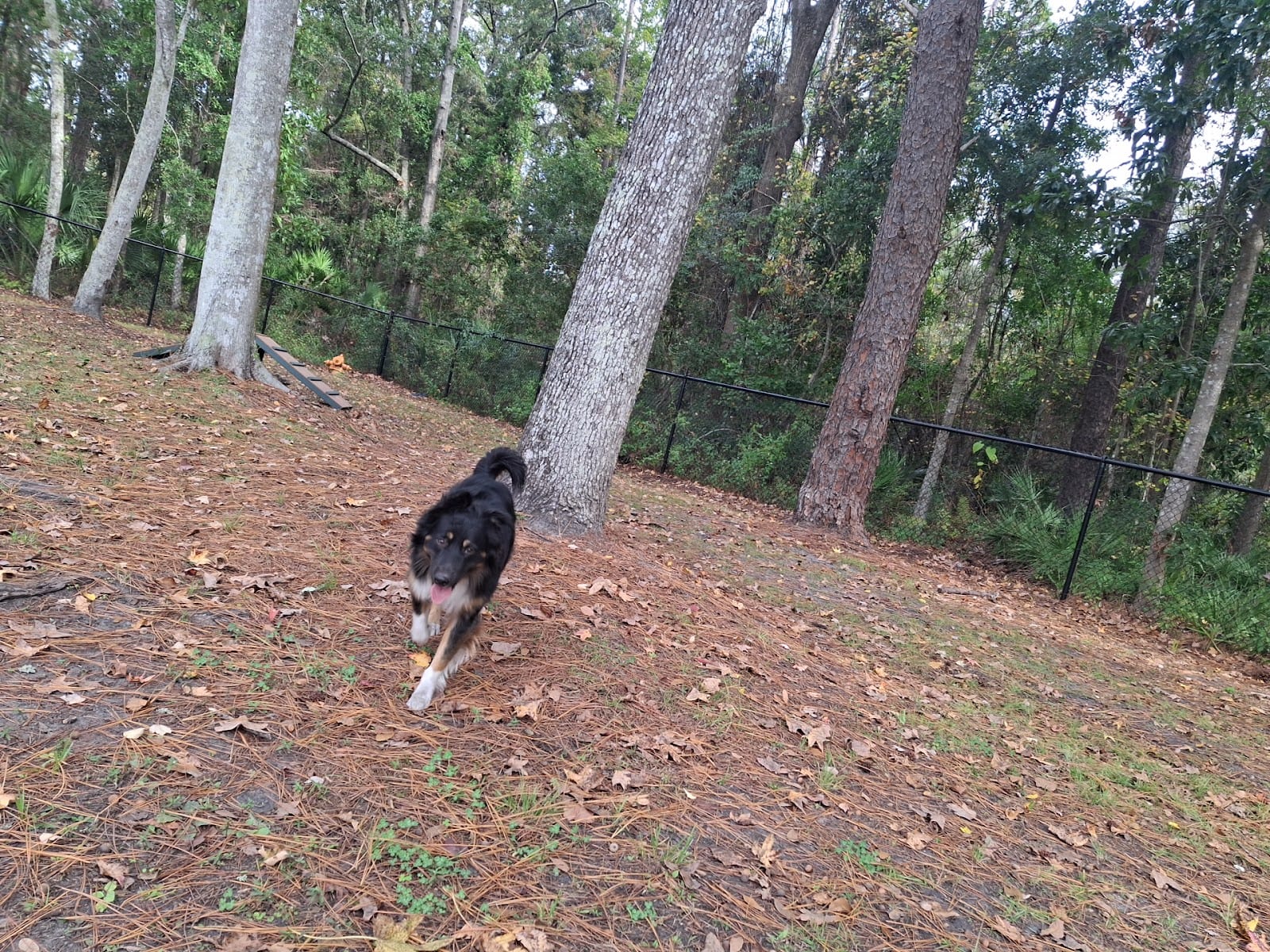 Orange Park Dog Park, photo 3