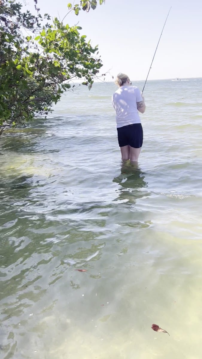 Courtney Campbell Causeway Bayside Fishing, photo 2
