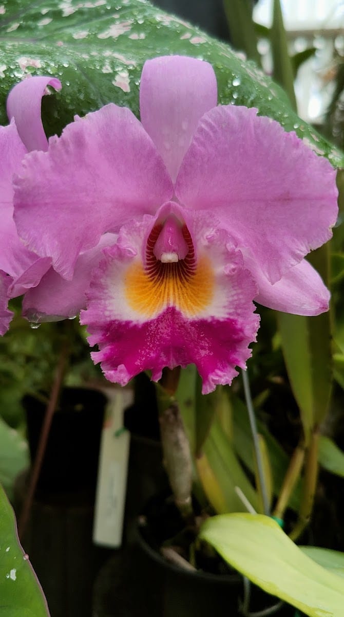 Mackay Orchid House, photo 2