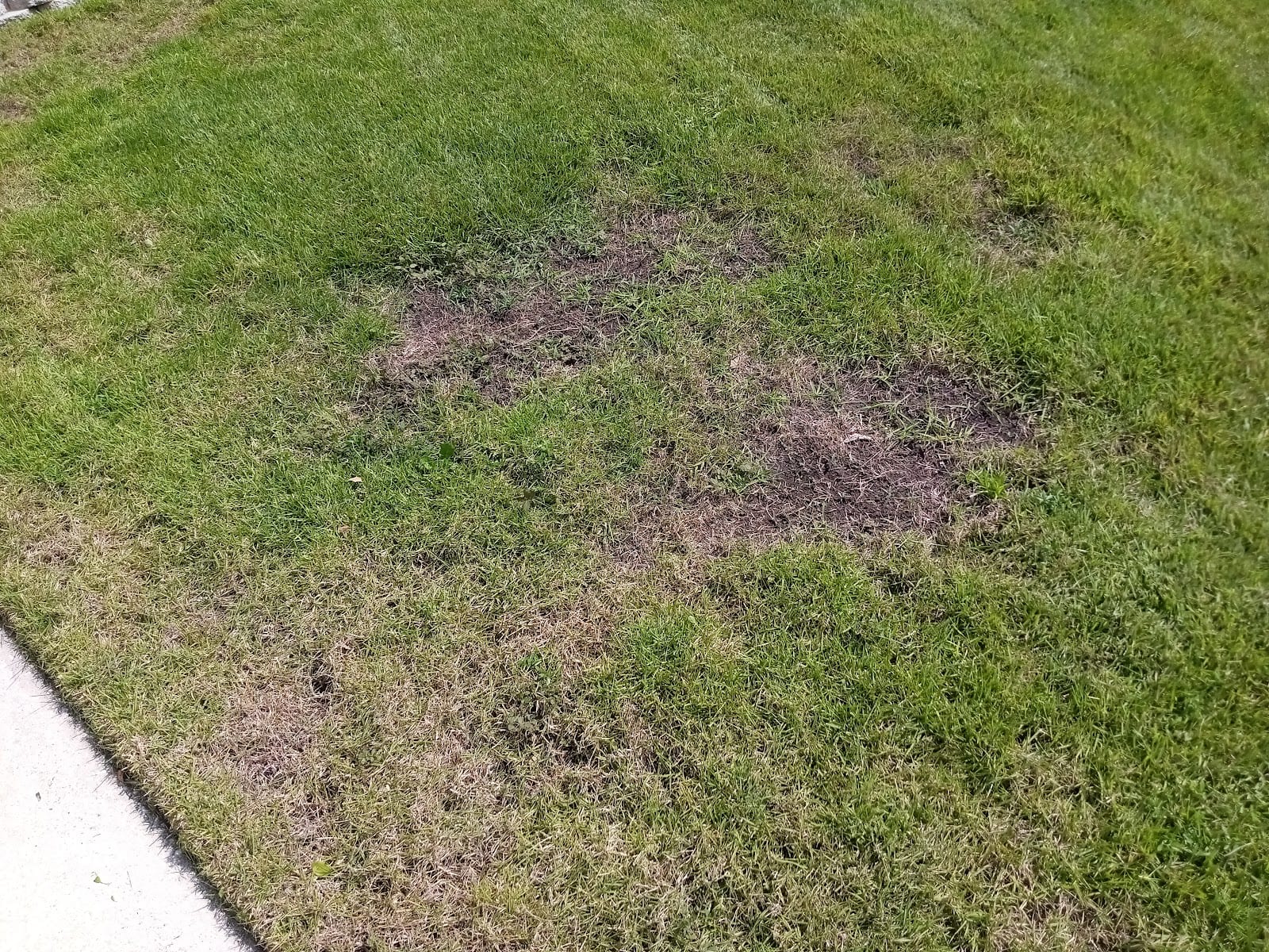 Massey Services Pest Control