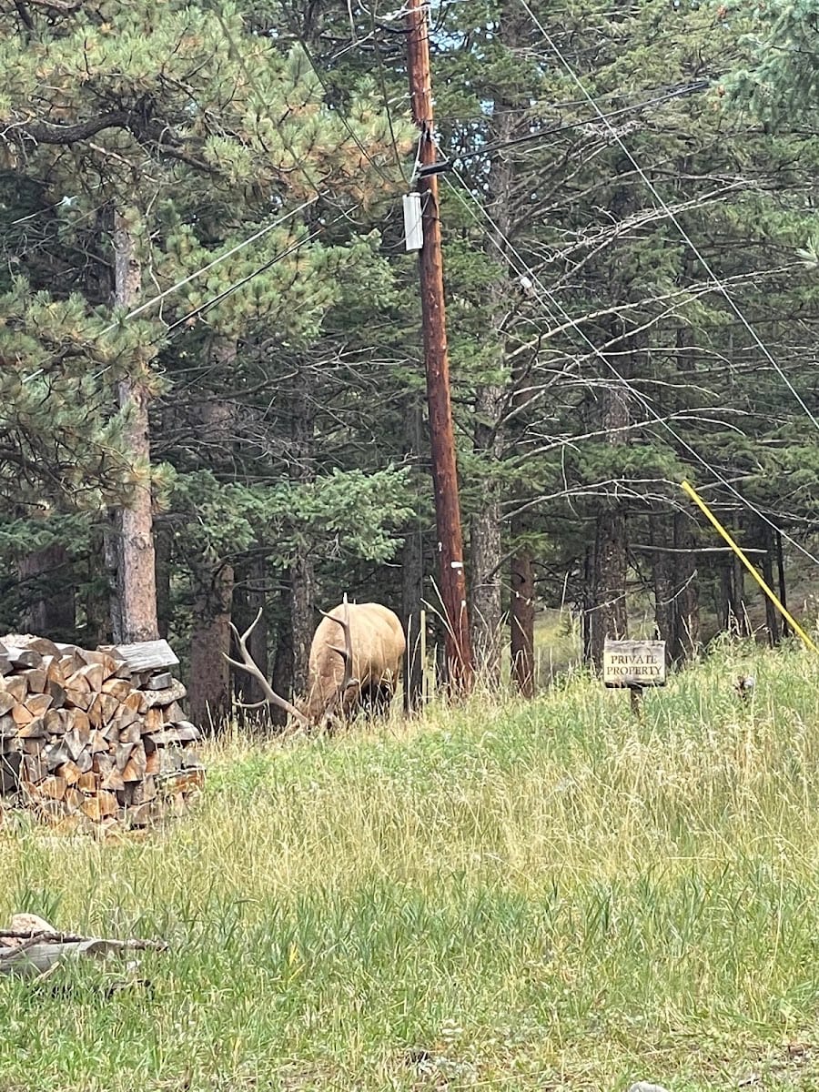 Estes Park Retreat, photo 3