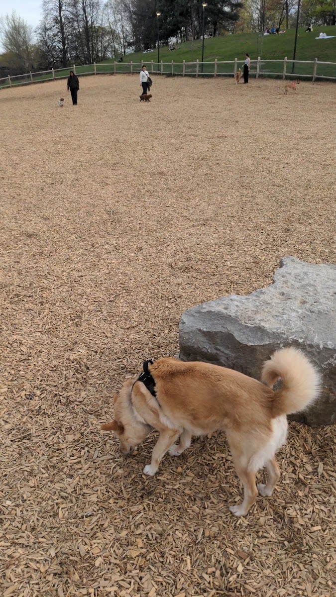 Eglinton Dog Park