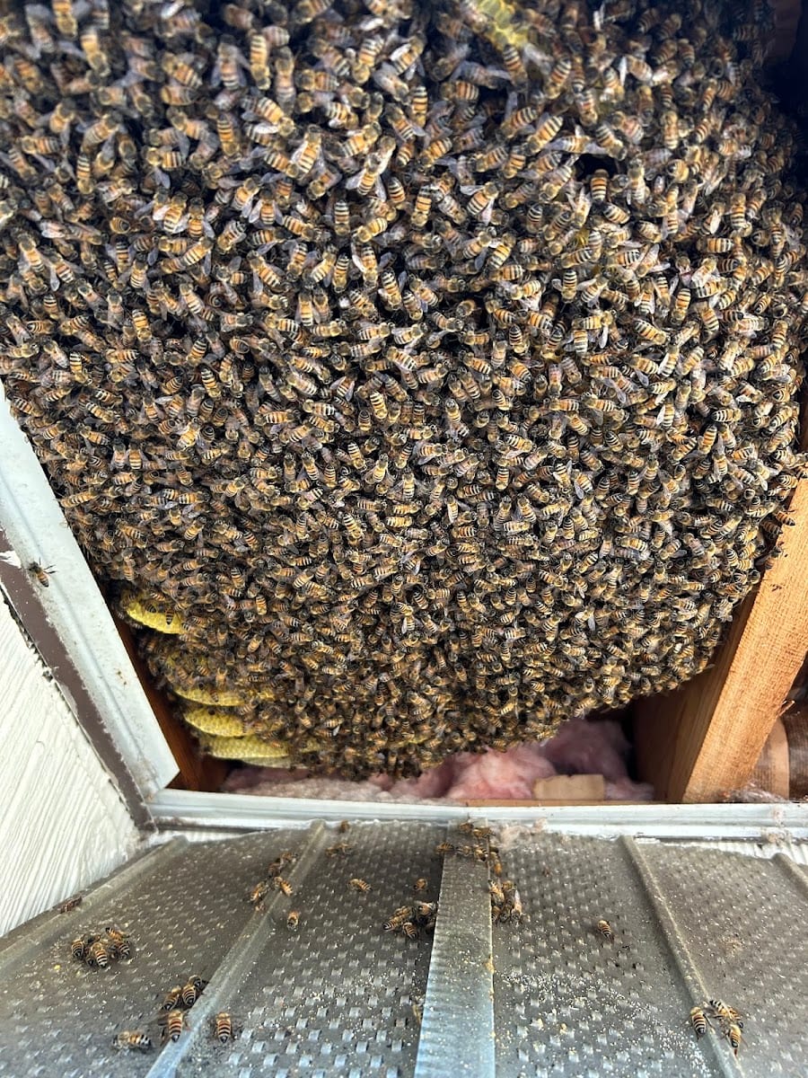 Sarasota Bee Removal Inc - Bee Removal, Bee Control, Honey Bee Removal, Wasp, Hornet, Yellow Jacket