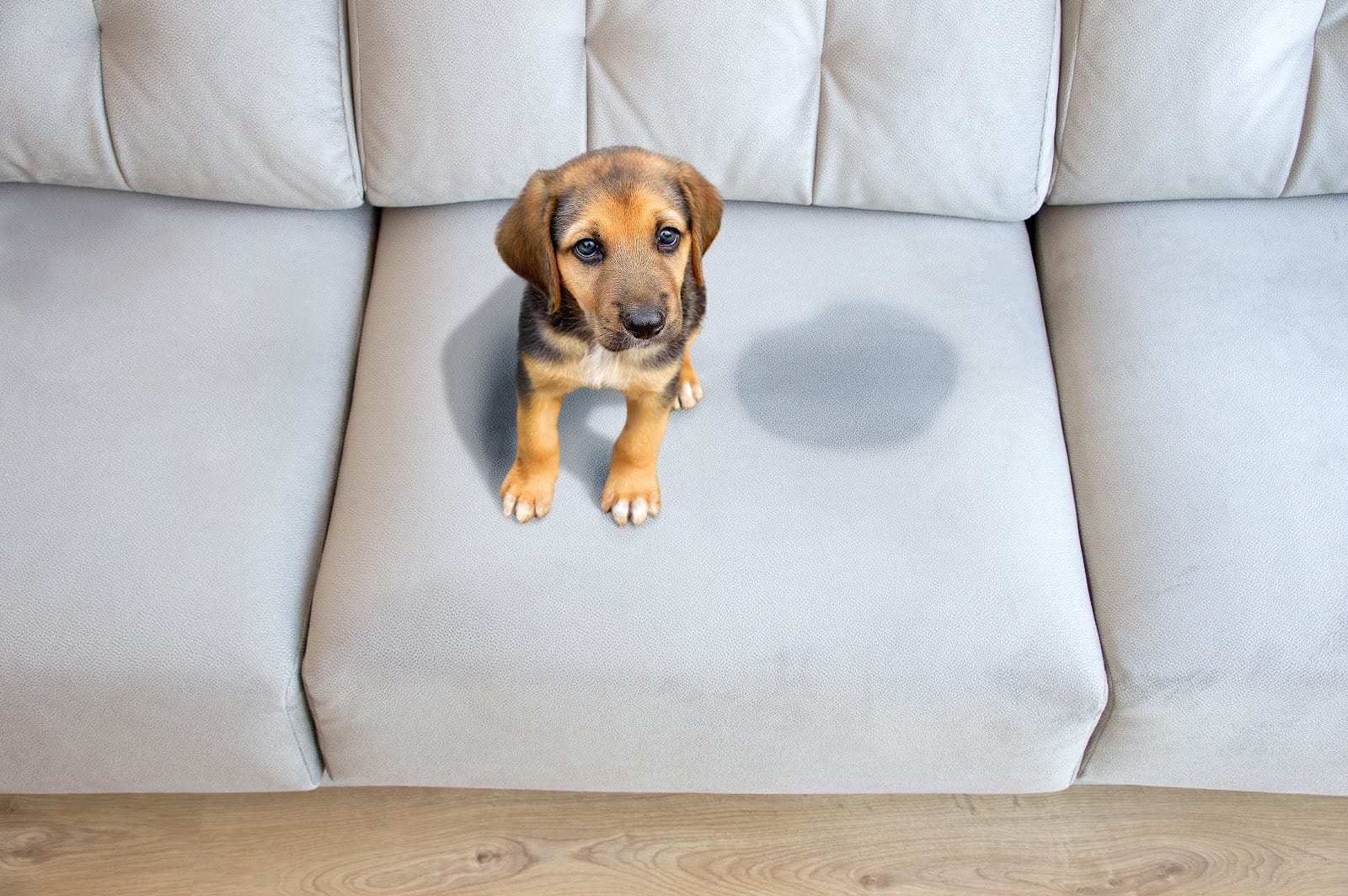 Yaeger Rug & Furniture Cleaners, photo 3