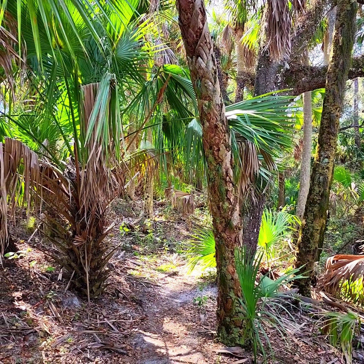 Jelks Preserve, photo 2