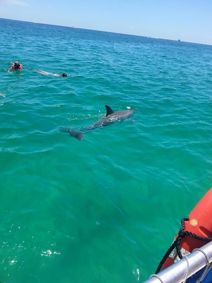 Panama City Beach Dolphin Tours & More