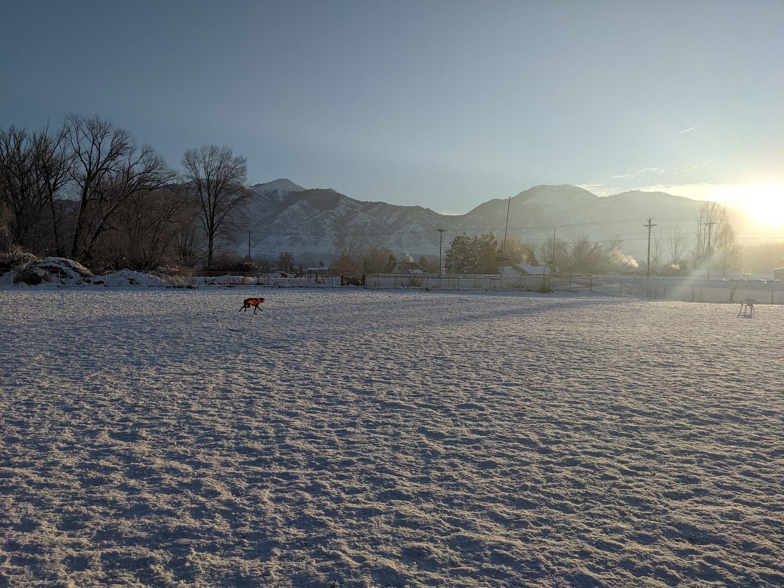 Dog Park, photo 3