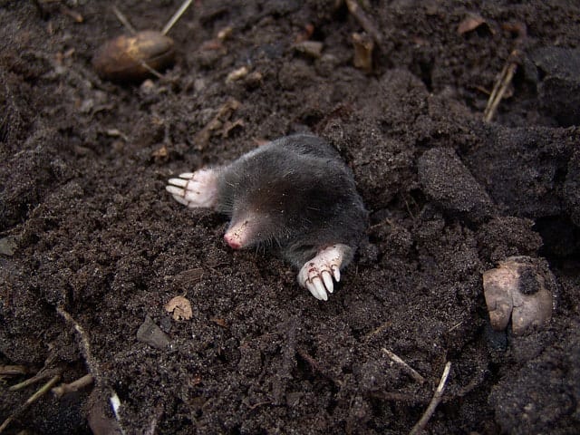 Exterminators Edmonton, photo 3
