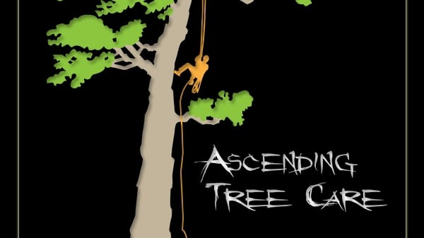 Ascending Tree Care, photo 2