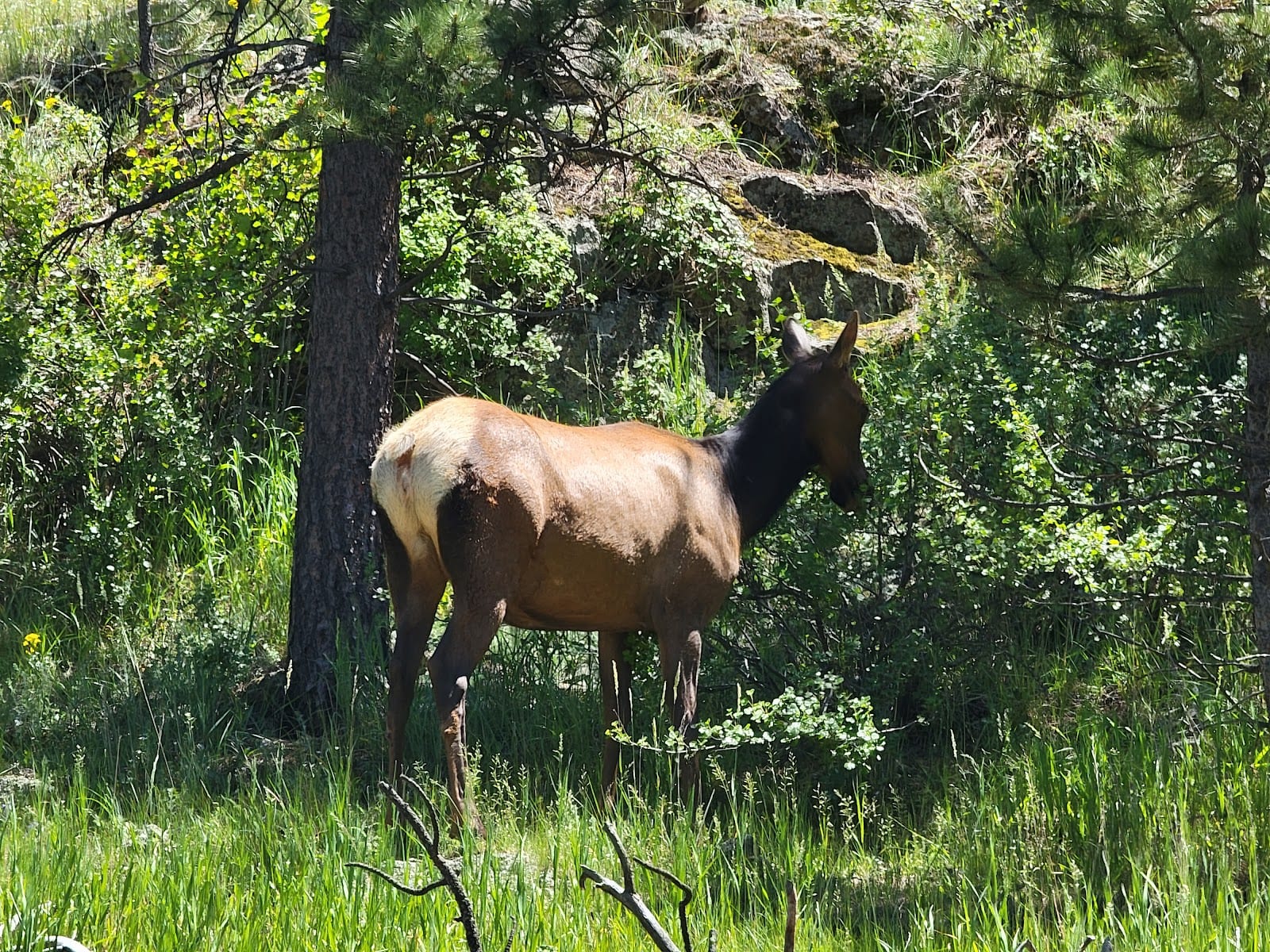 Estes Park Elevated Fitness, photo 2