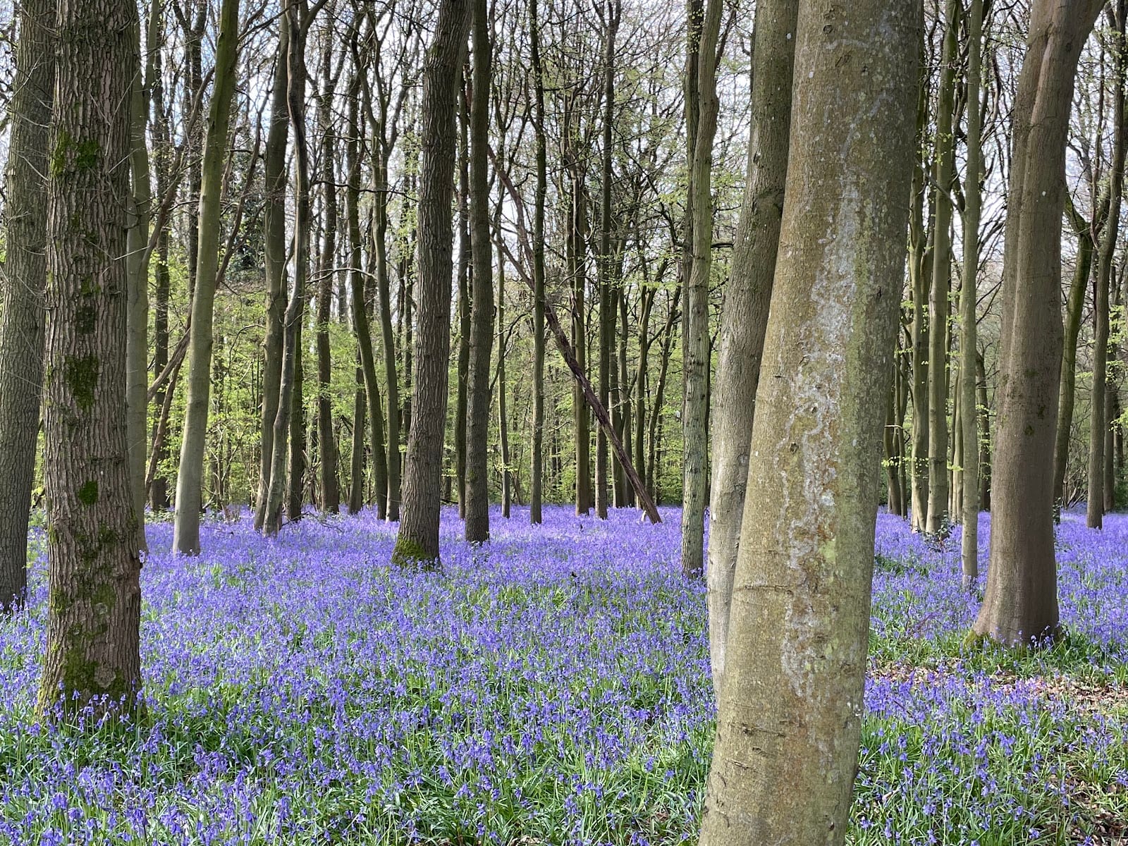 Bluebell Woods