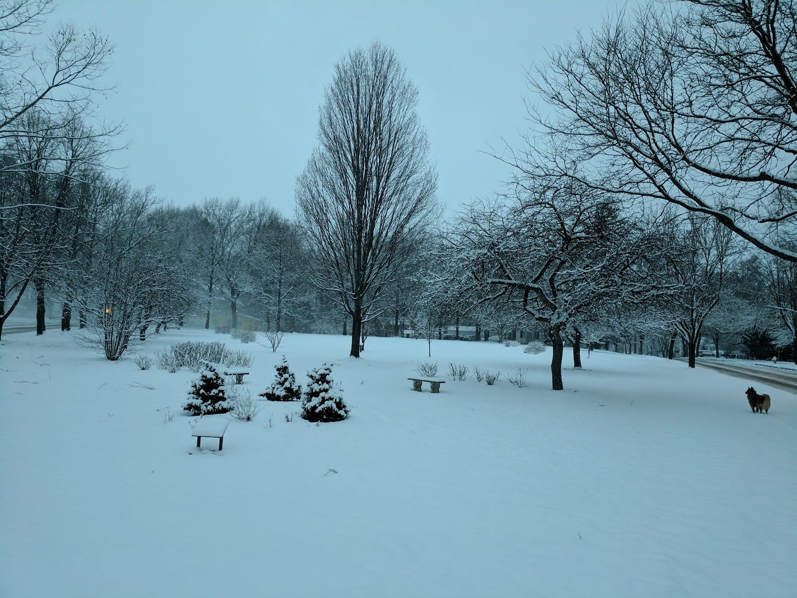 Browncroft Rose Garden Park, photo 3