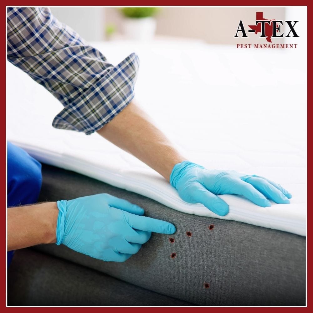 A-Tex Pest Management, Inc., photo 4