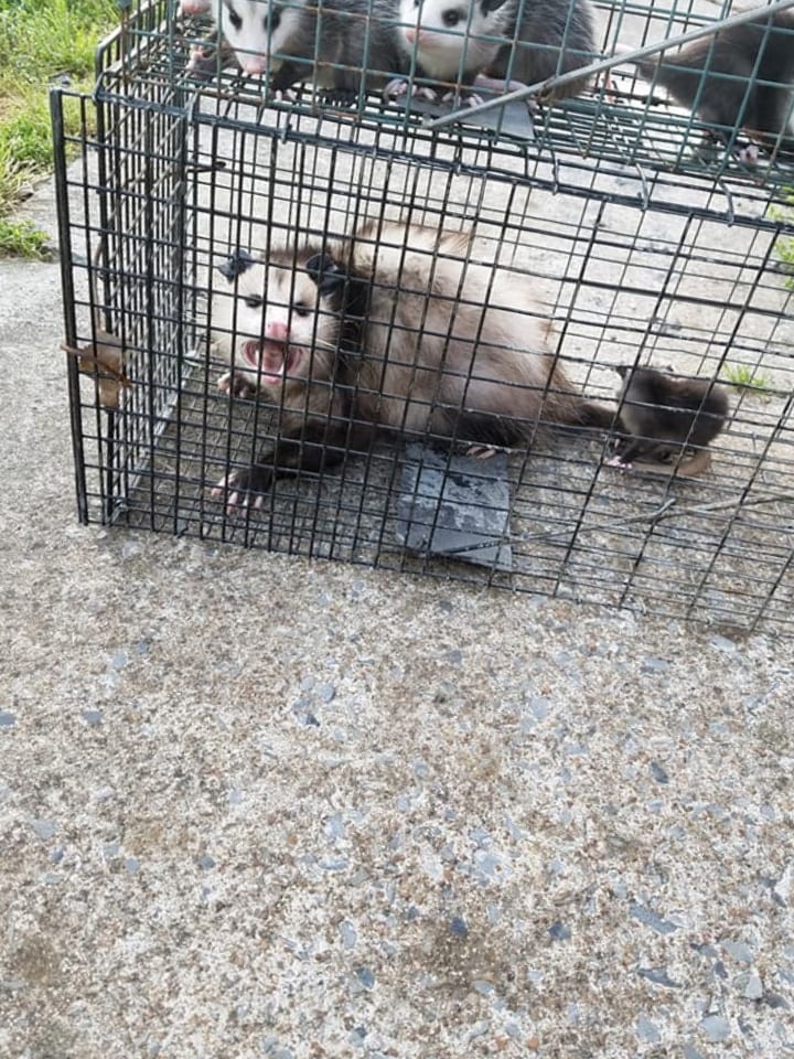 Saratoga County Wildlife Removal, photo 4