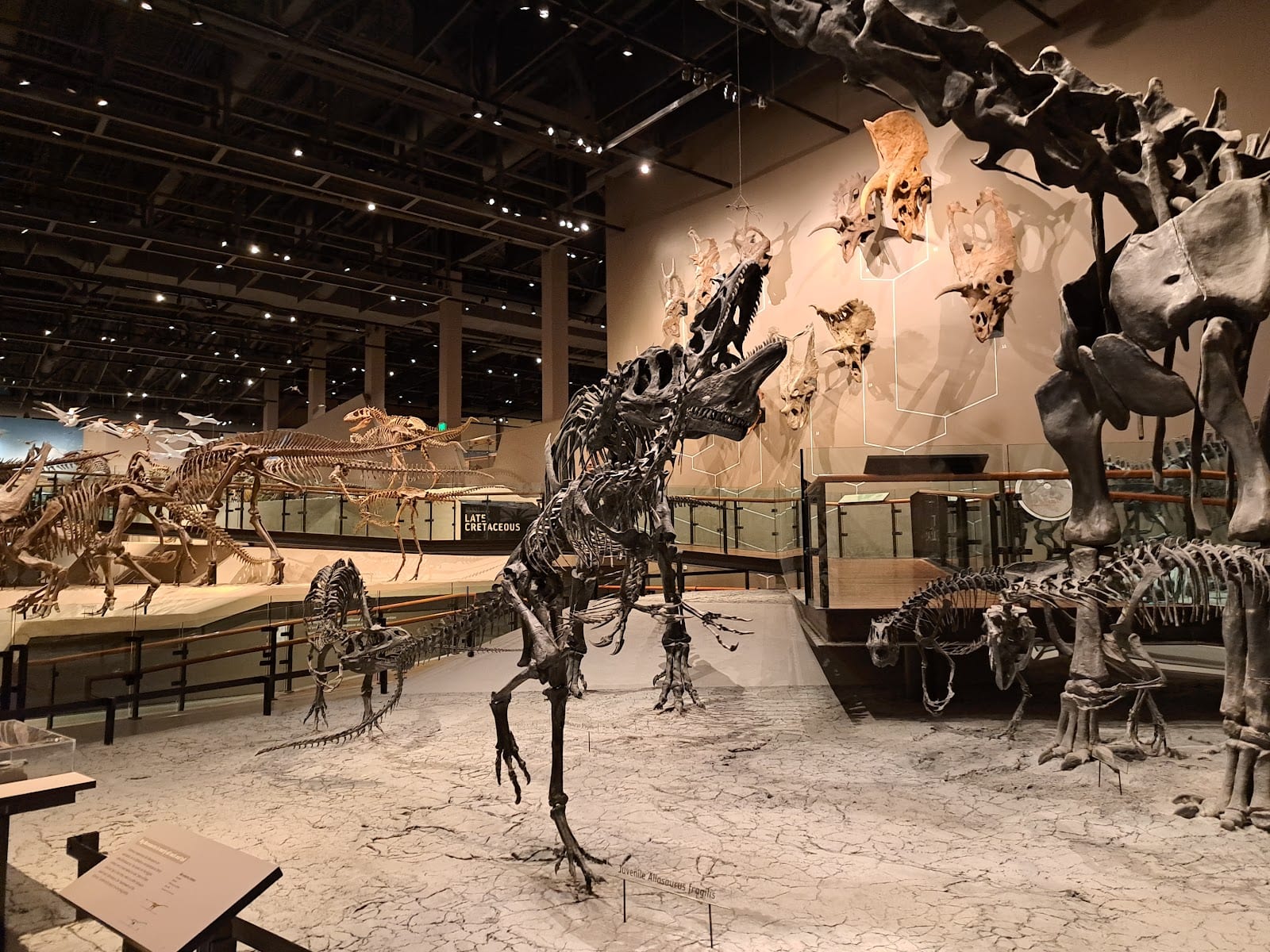 Natural History Museum of Utah, photo 2
