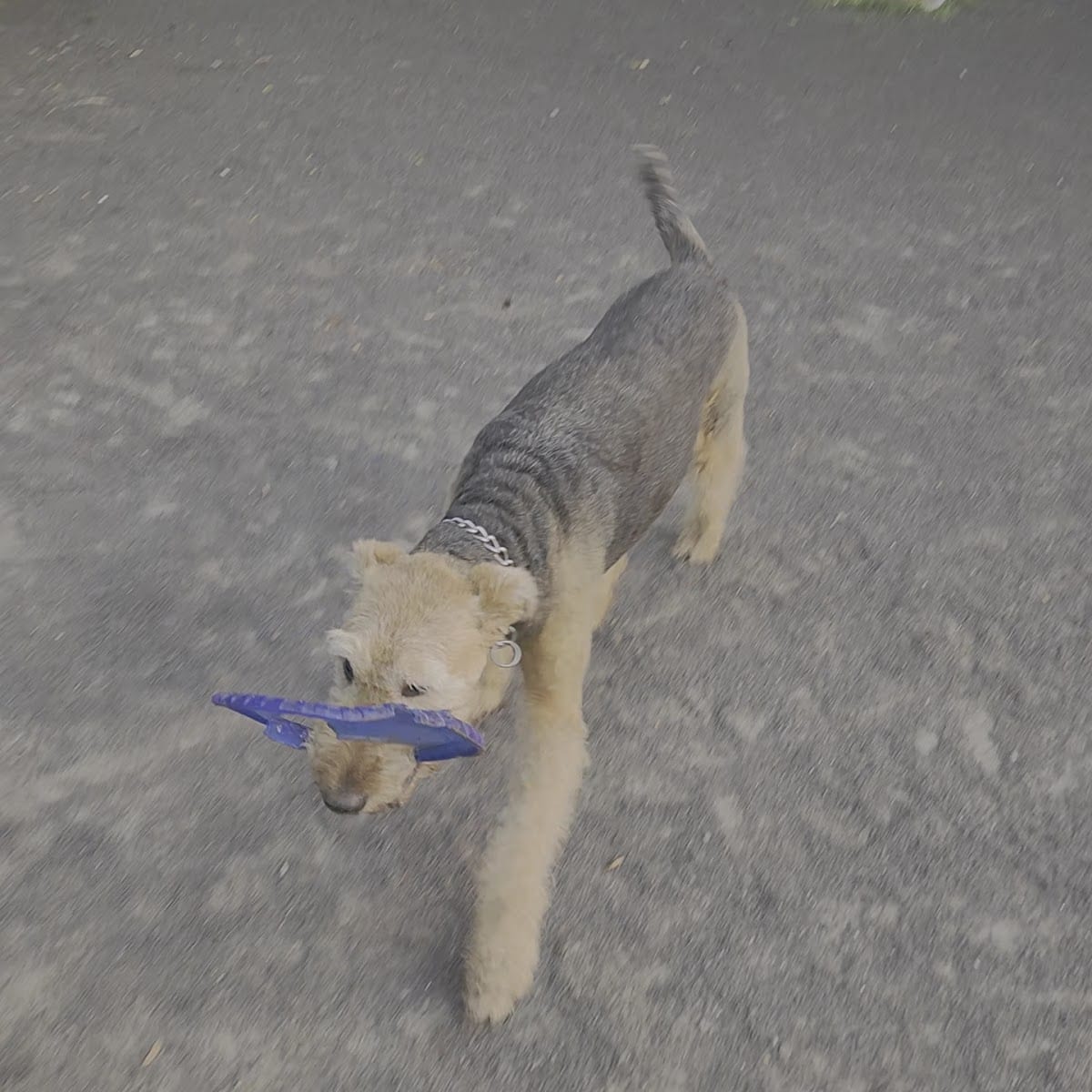 Cobbs Hill Dog Park, photo 2