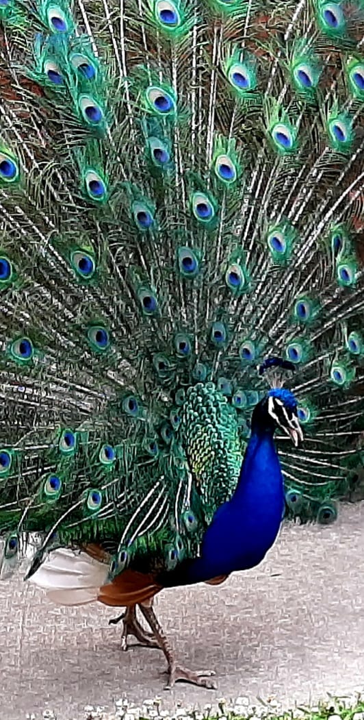 Bluebird Gap Farm, photo 2