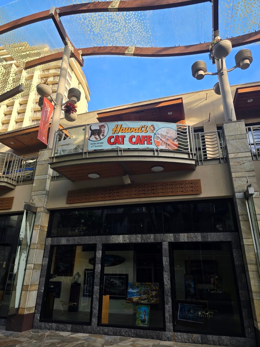 Hawaii Cat Cafe Waikiki Beach Walk, photo 2